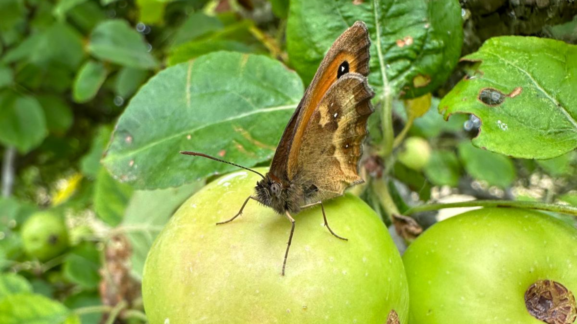 A comma butterfly on a bright green apple.