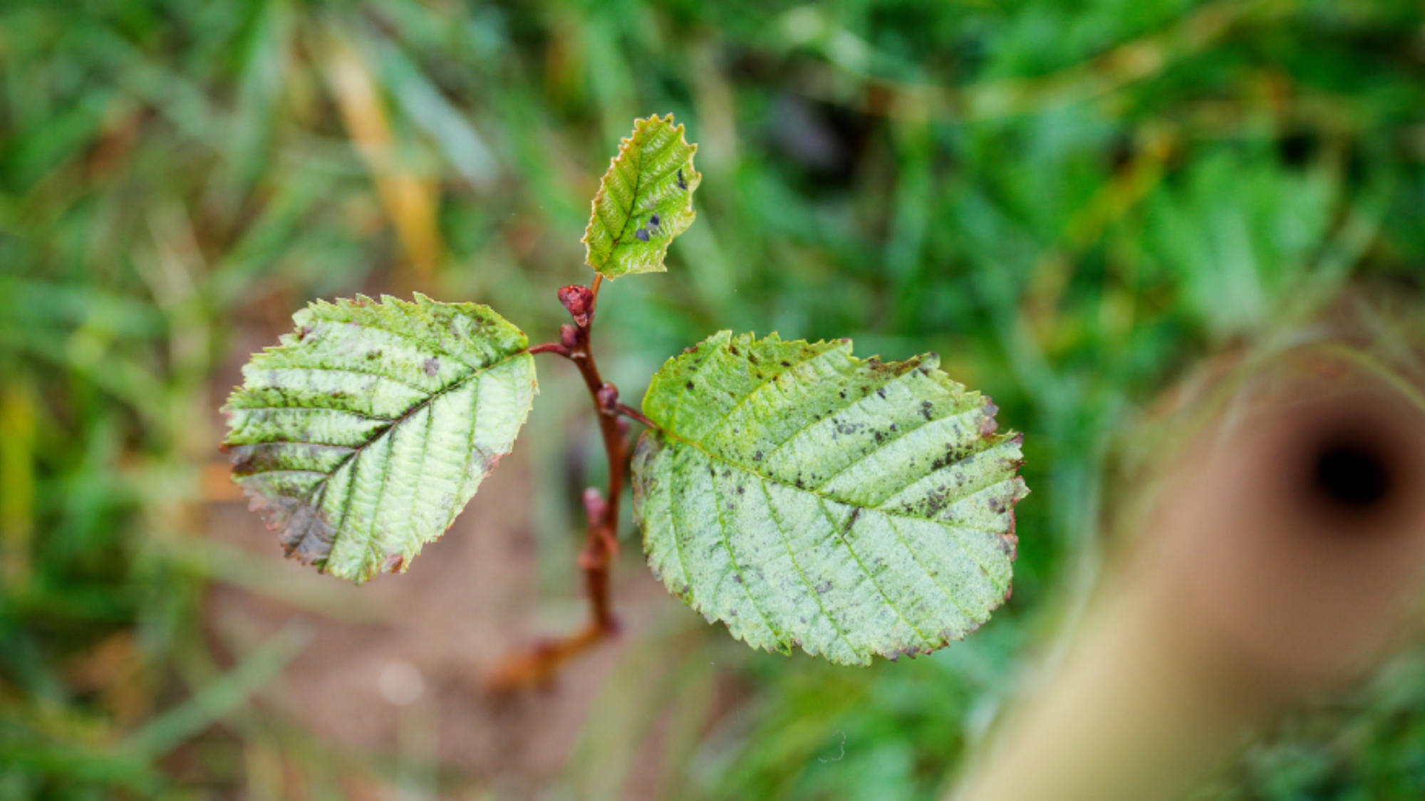 A young sapling planted in the ground - with three green leaves.