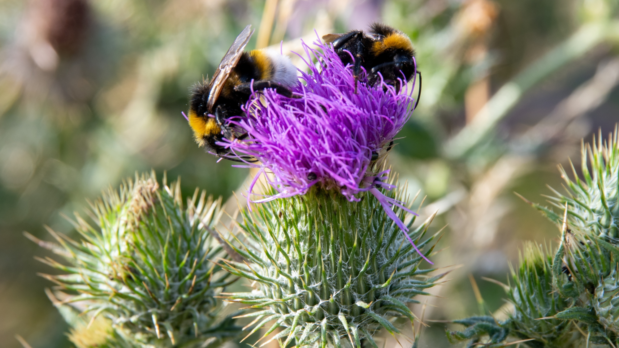 Two bumble bees on knapweed in flower