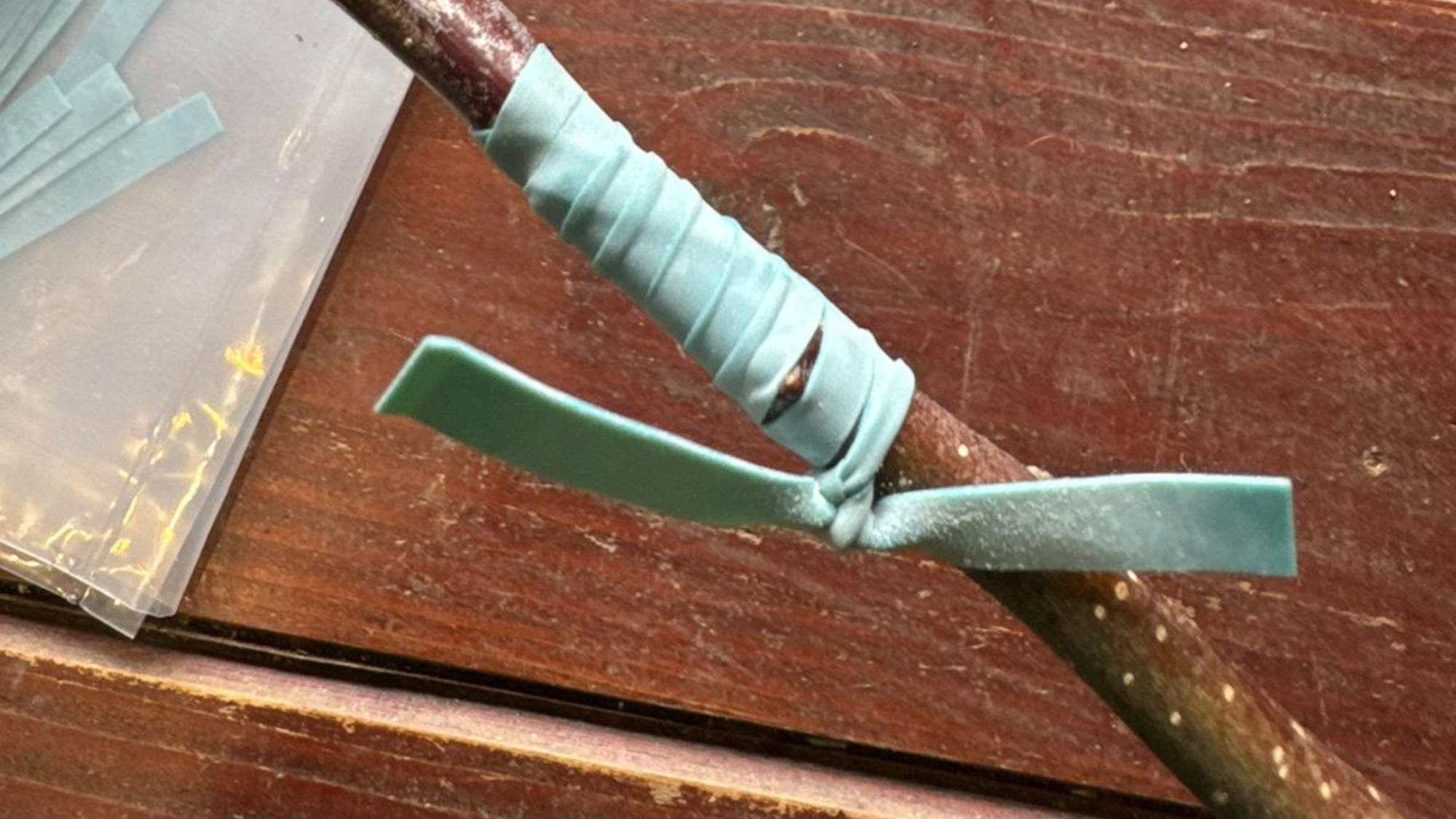 A fruit tree that has been grafted and fused together using a bind