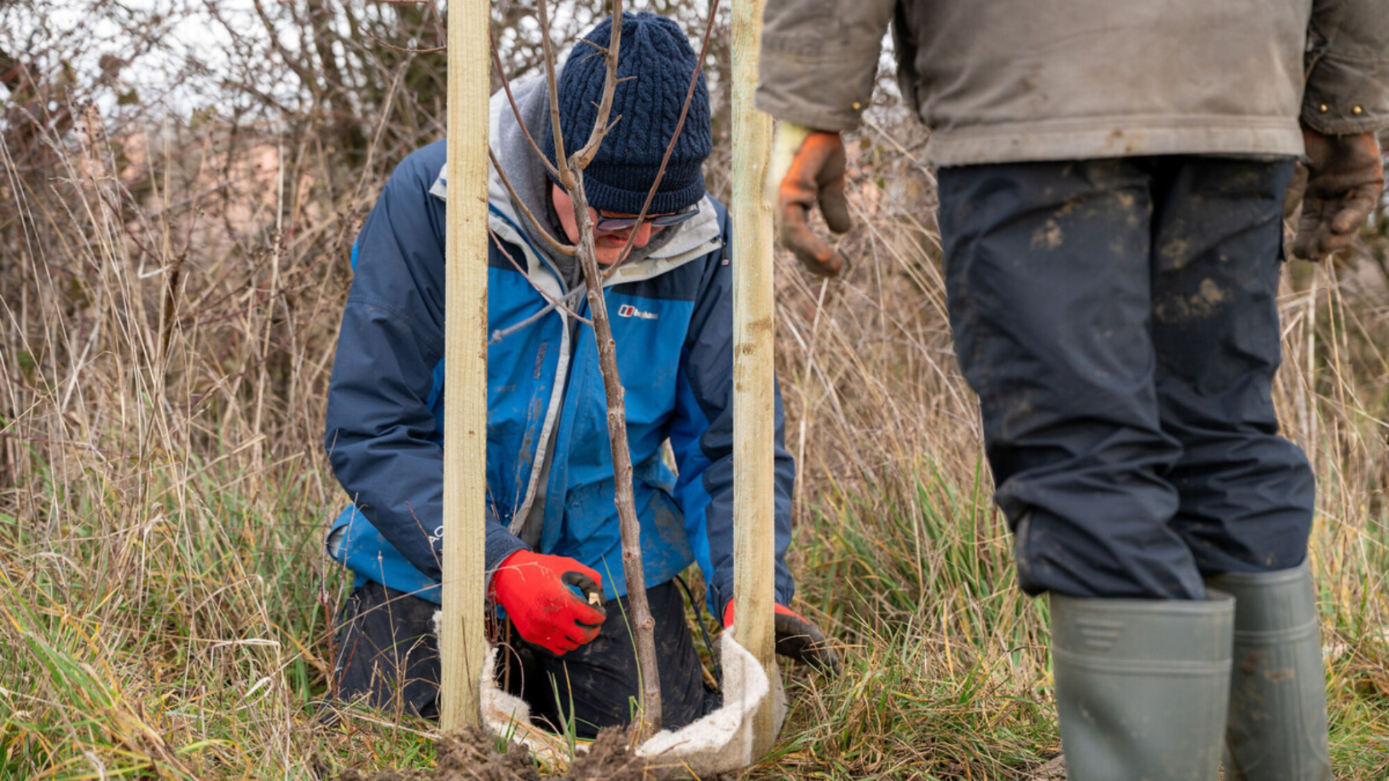 A male volunteer wearing a blue jacket, planting a tree in the ground.