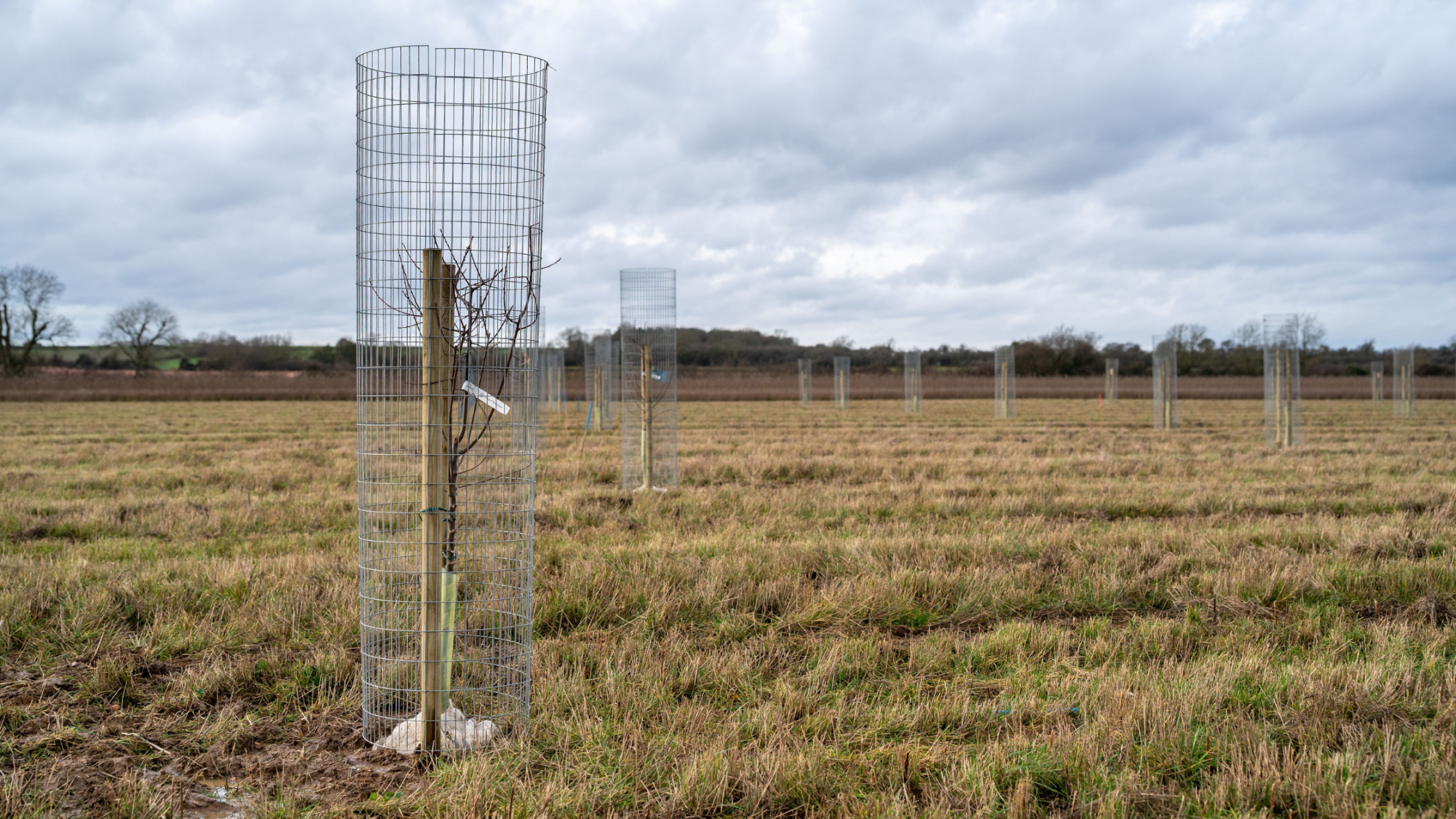 A newly planted orchard at Naunton Beacham. An apple tree with a wired tree guard around the tree for protection