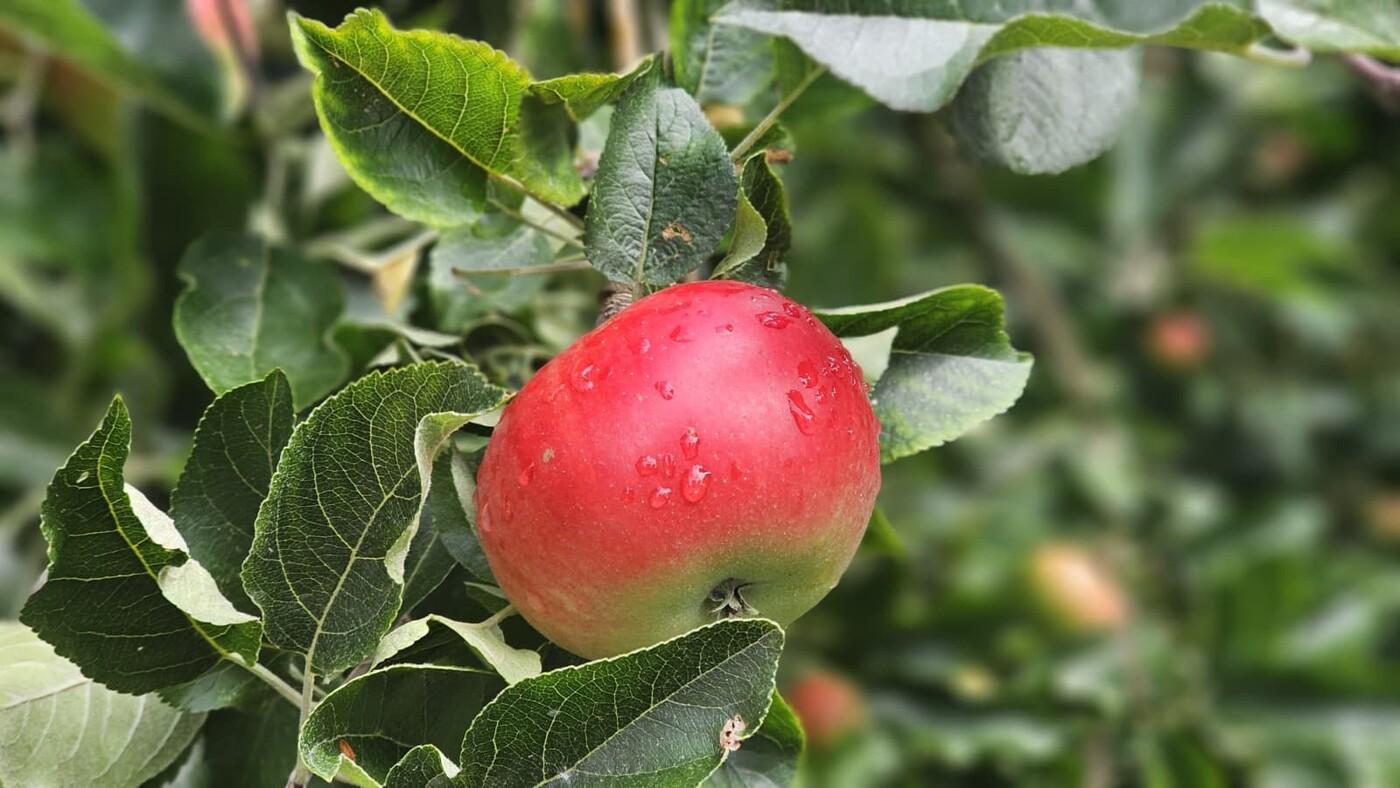 Apple trees in full fruit around Dorsington Manor