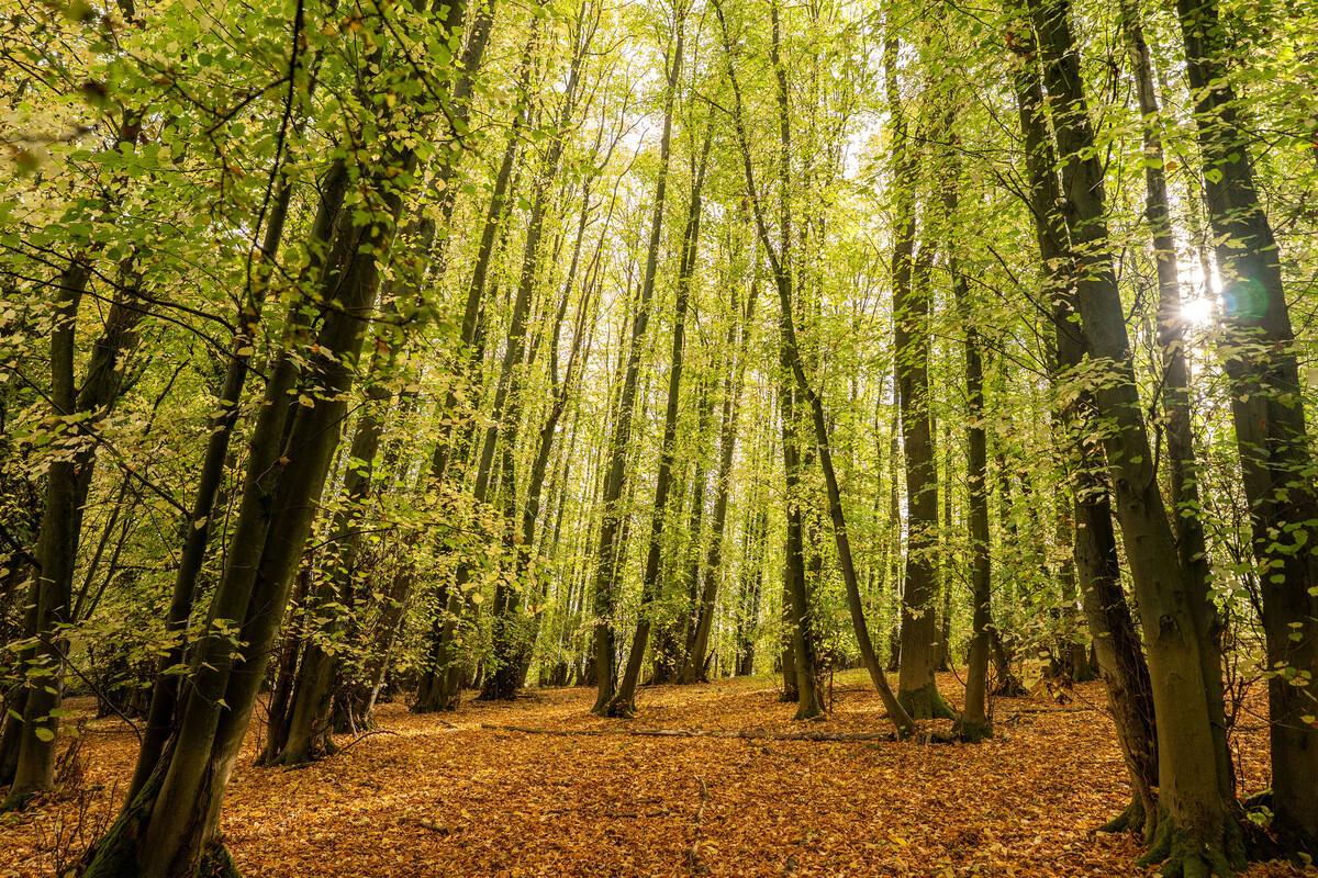 amongst towering small leaved lime woodlands and sunlight coming in through the green leaves