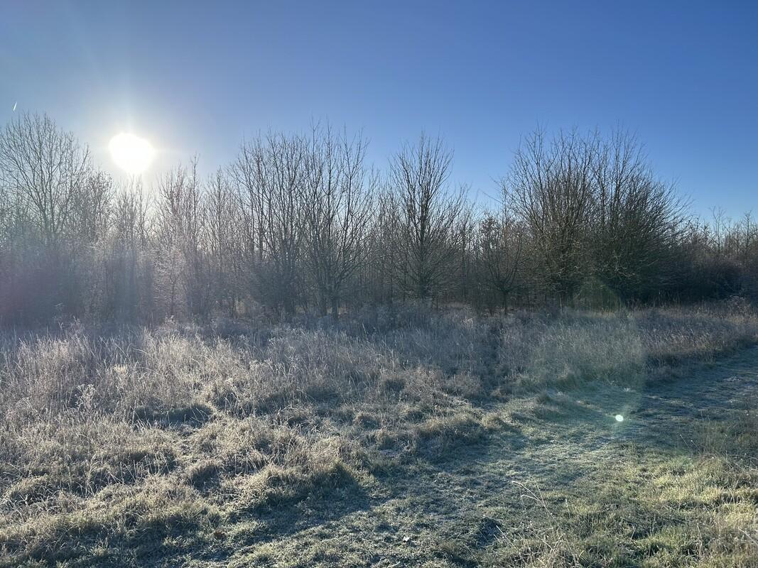A winter scene, bare trees with a low sun picking up the details of Forest in the morning on the grass verges 
