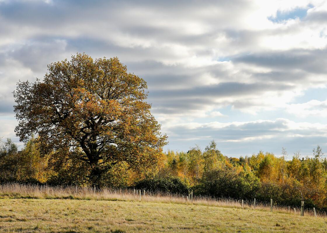 A mature oak tree standing strong on the hill. There is a woodland that paints the horizon and the grey moody clouds whisp over the English woodland scene
