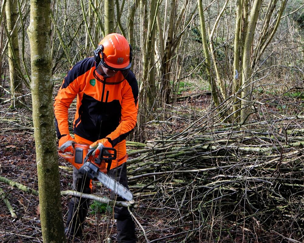 A member of the Forestry team, using a chainsaw to coppice hazel. They are in full PPE