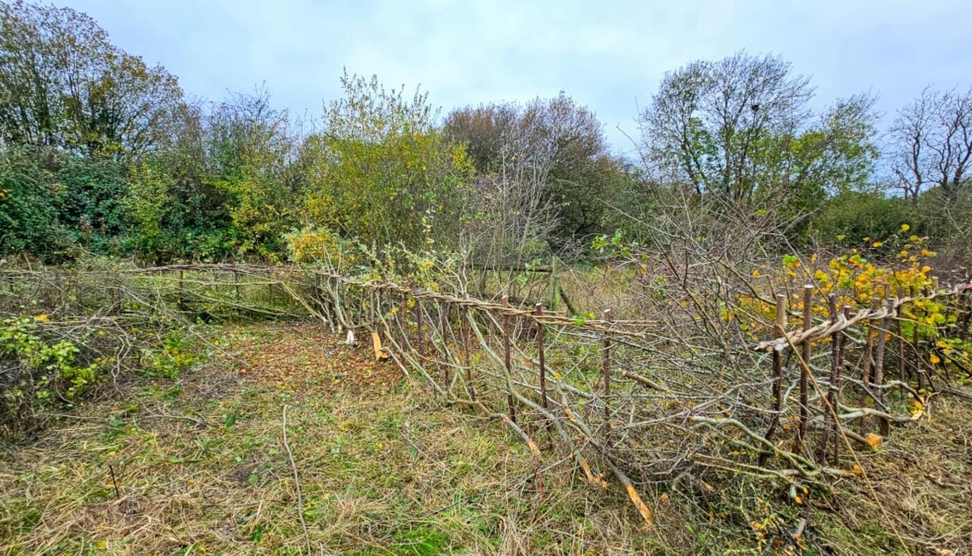 Hedgelaying in Honeybourne Bushy Hill AFTER photo