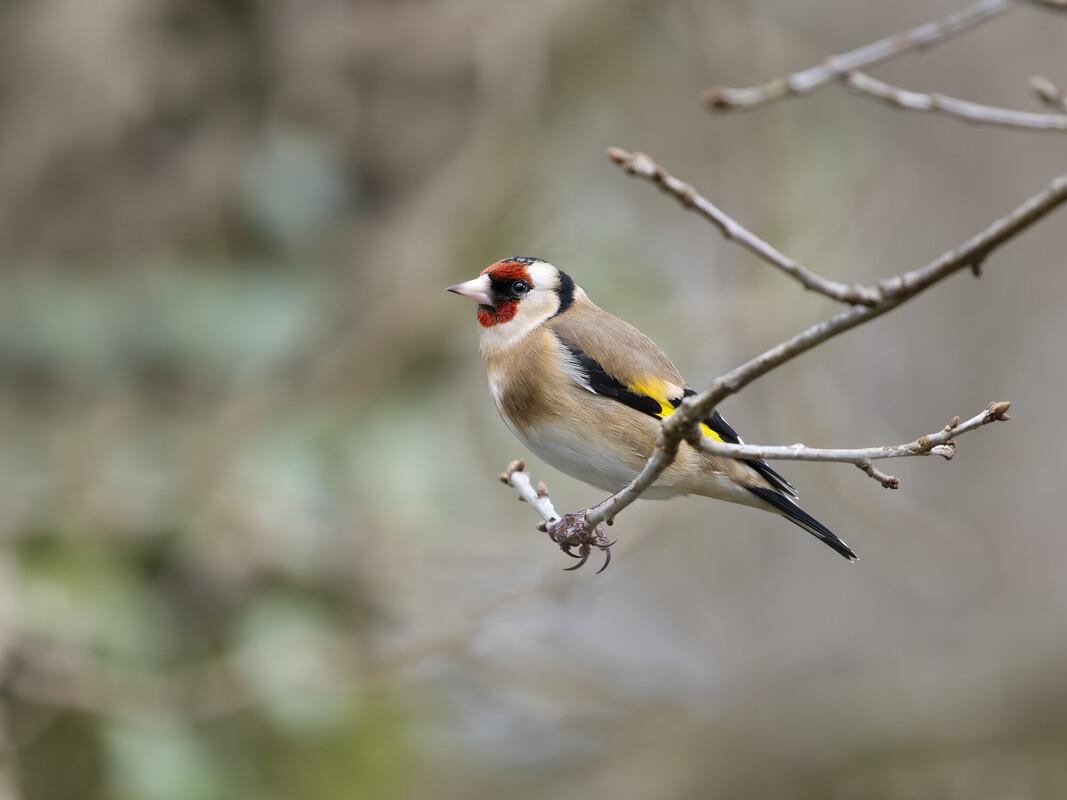A goldfinch sitting on a winter tree branch 