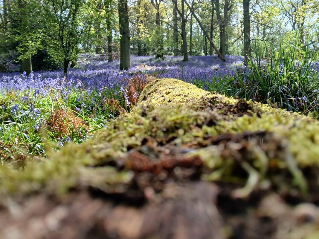 A shot of a fallen tree, now deadwood, with moss on amongst a sea of bluebells
