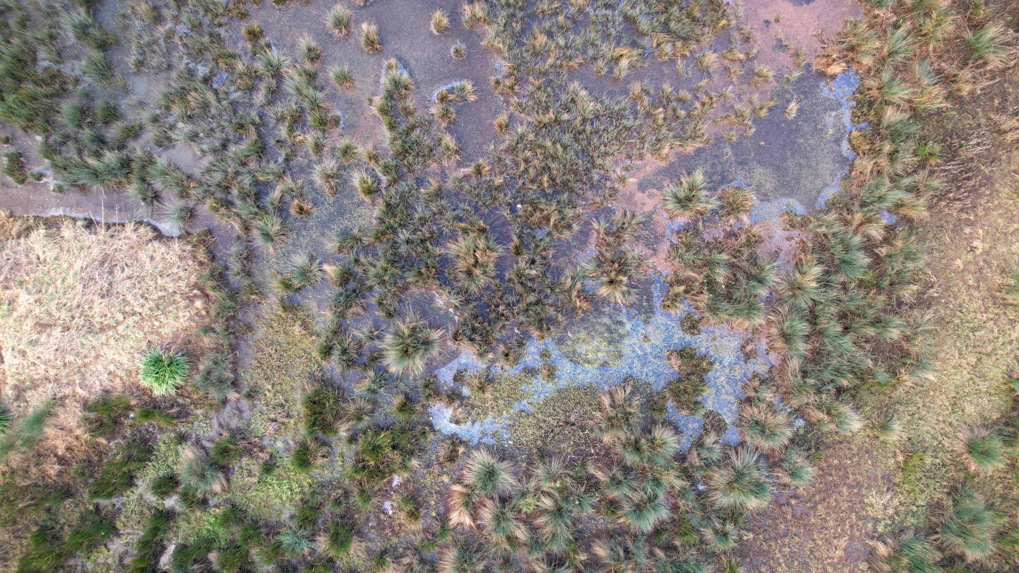 Wetland from above