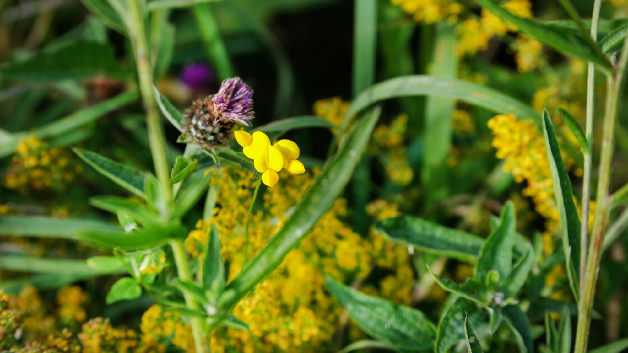 bird foot - trefoil  close up with lady bed straw in the back ground.