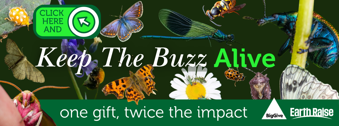 A banner that displays the Big Give and the Earth Raise banner, it features pollinators, bees, butterflies, beetles, bugs, damselflies