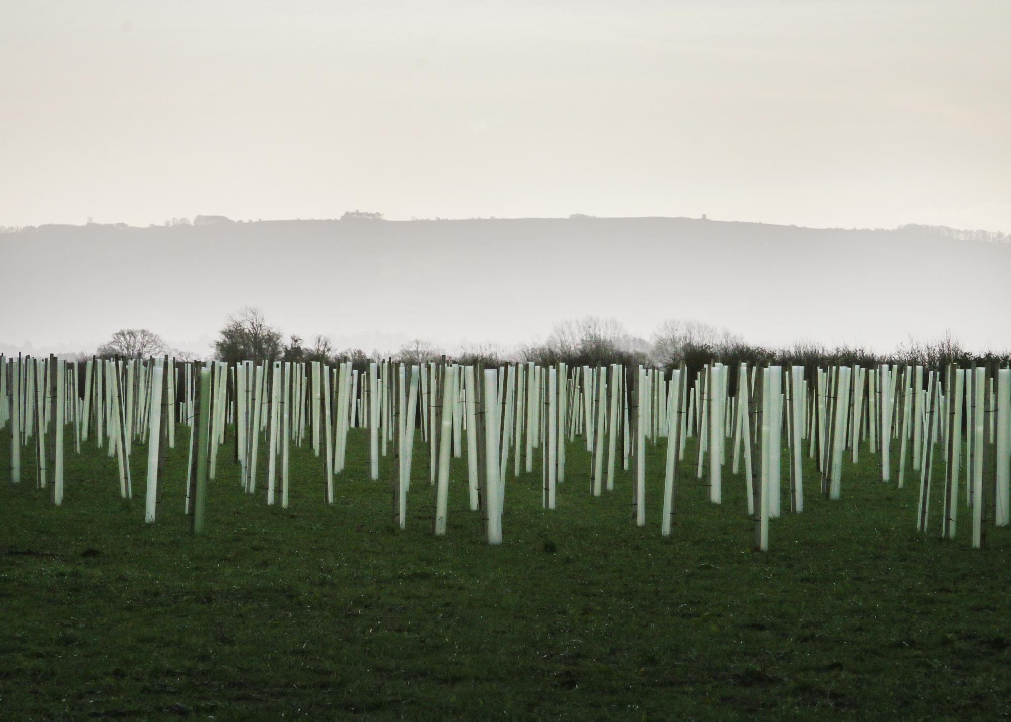 A view of a planted field