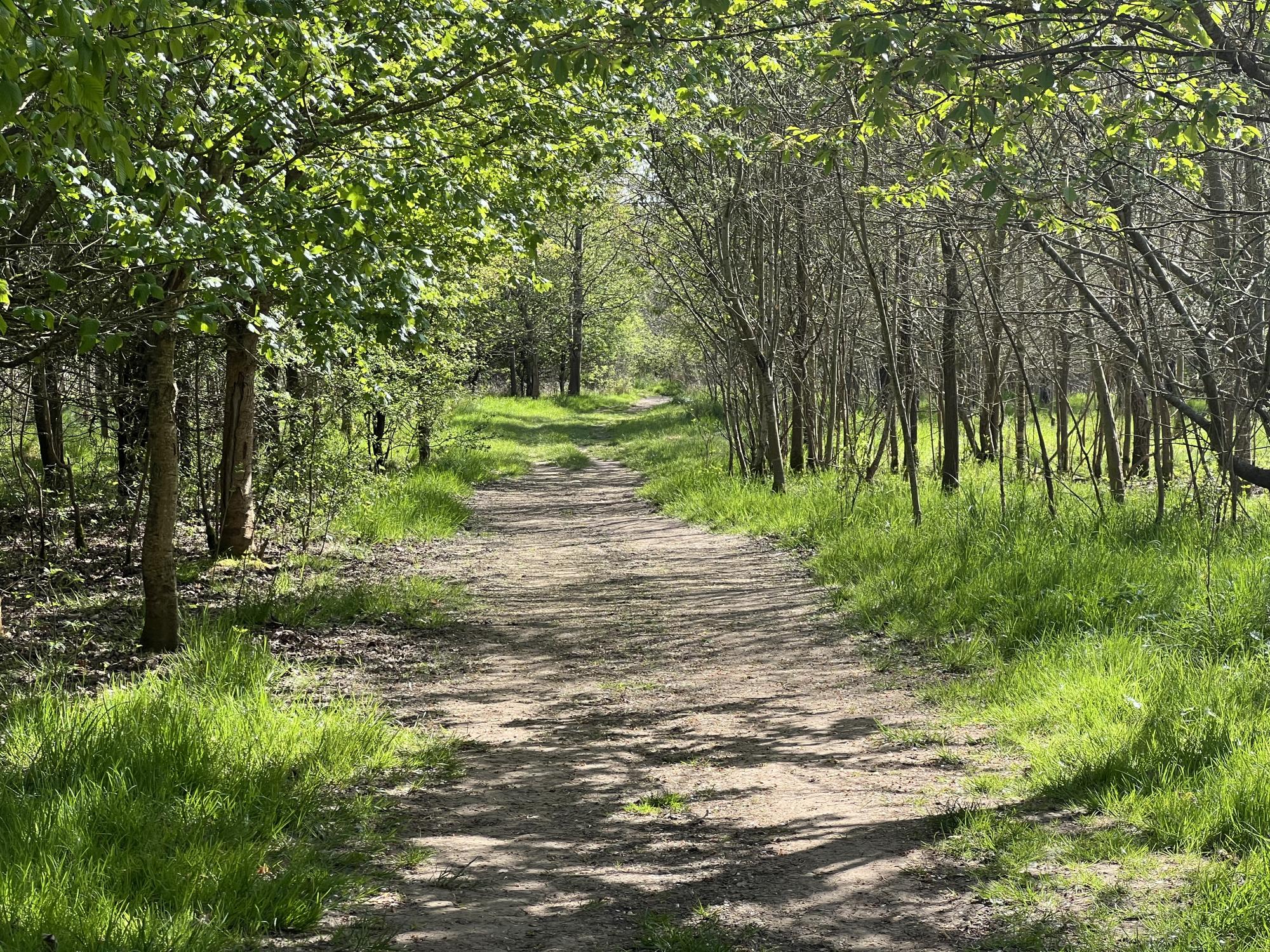 A path walking through the woodlands of the Heart of England Forest