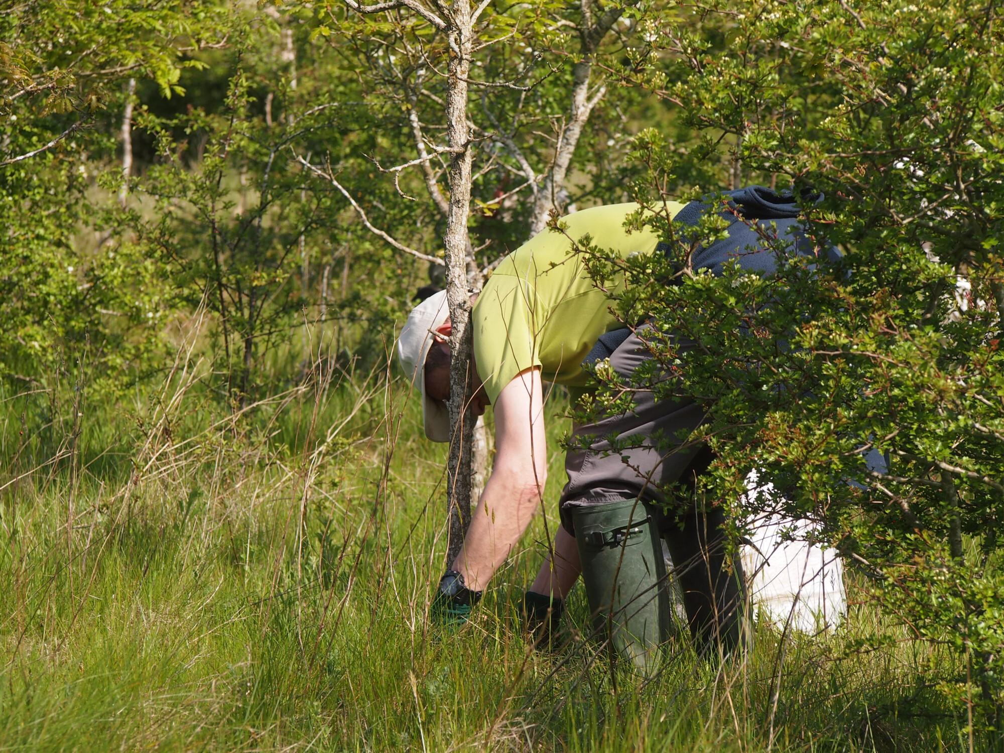 Paul Hirons removing tree guards in the Forest