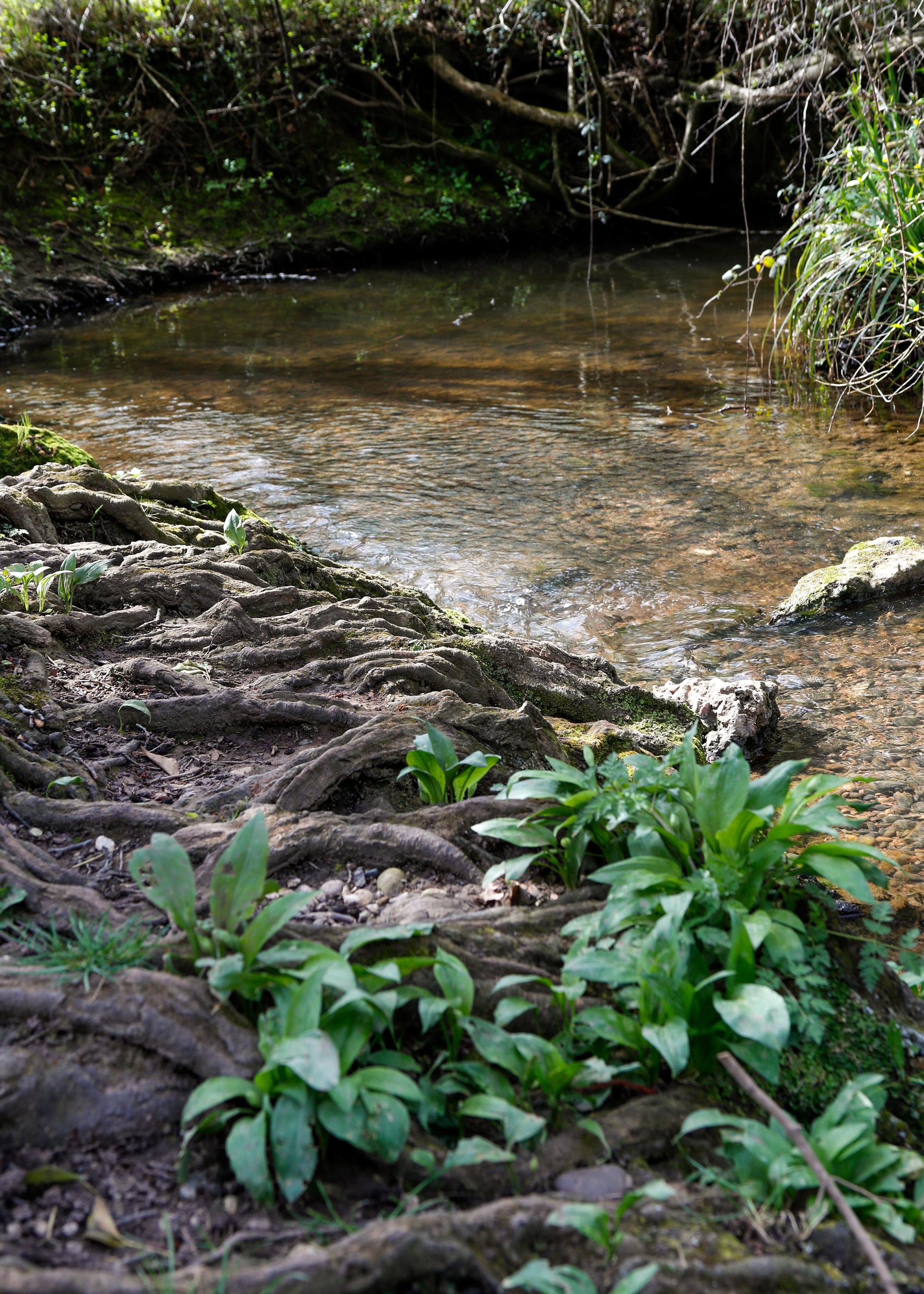 A stream at College wood 