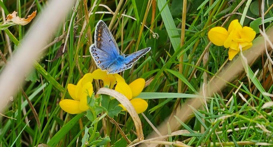 Common blue with yellow birdfoot trefoil. 