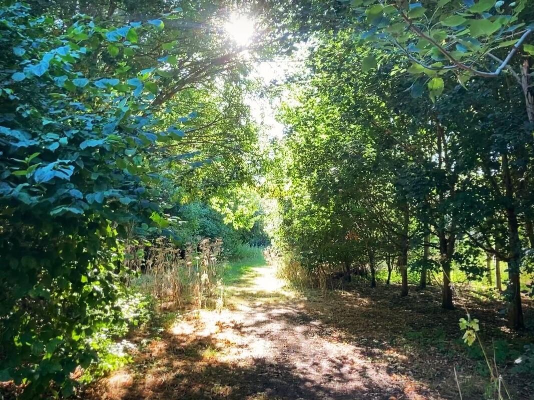 The sunlight shining through the leaves, on a pathway in Giddings wood