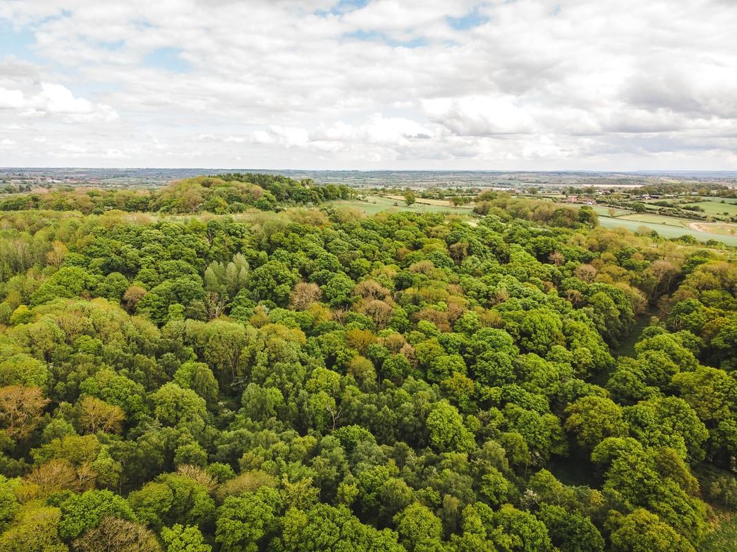 Drone view of Alne Wood Park Natural Semi - Ancient Woodland