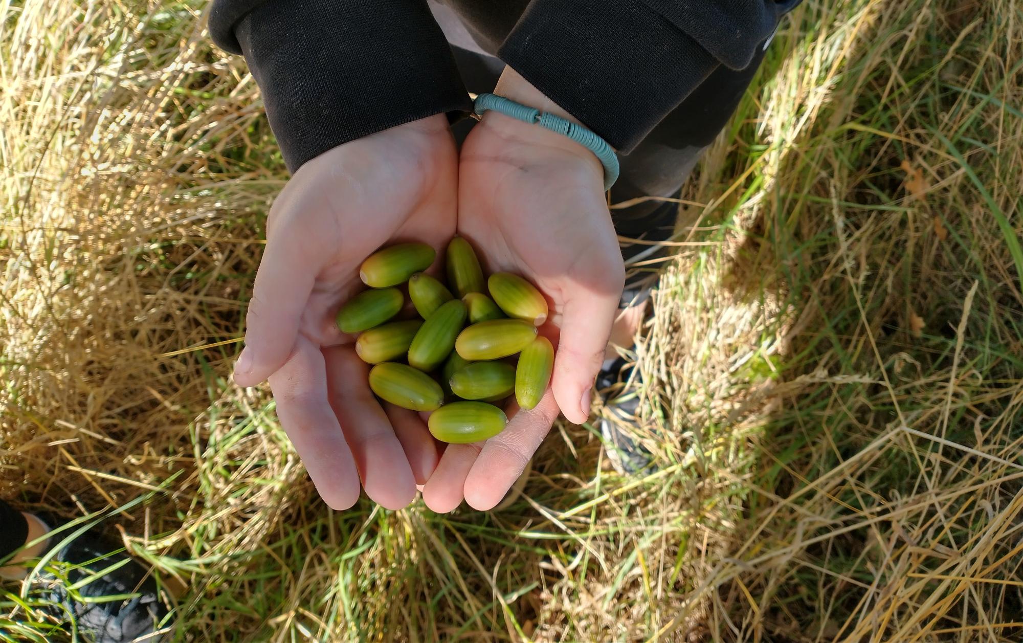 A teenagers hands holding green acorns 