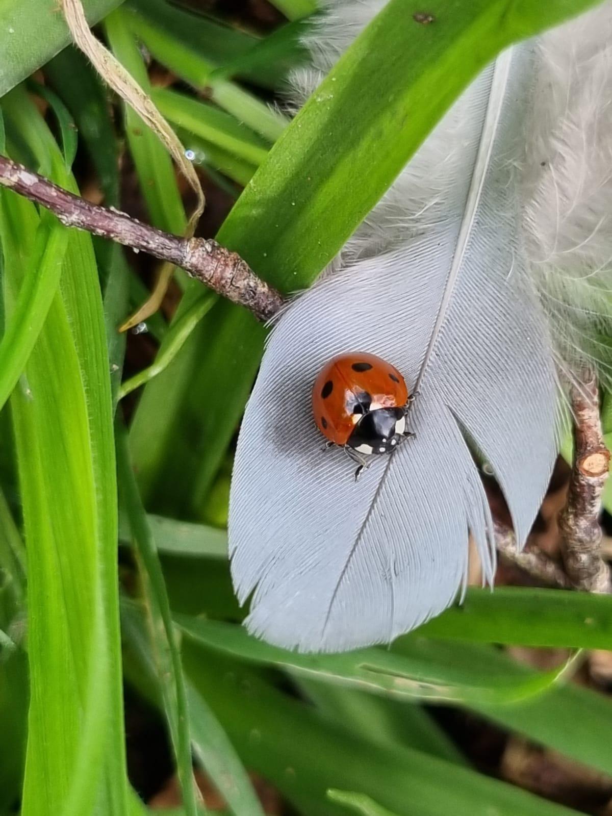 Ladybird on a feather 
