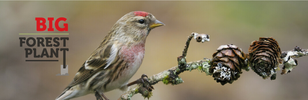 A redpoll bird on a branch with the Big Forest Plant logo 