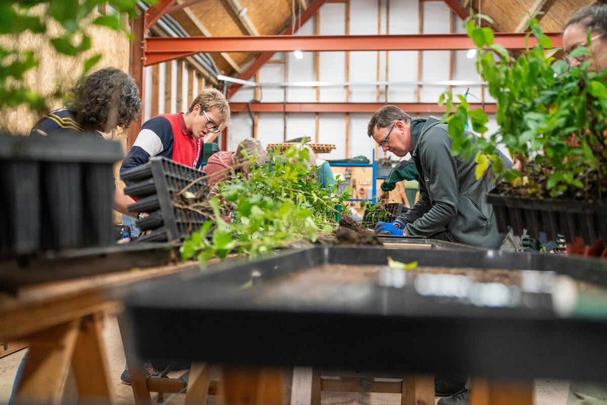 Volunteers in the volunteer hub, during an evening green guardian session, helping to bundle cell grown saplings in early October 2026