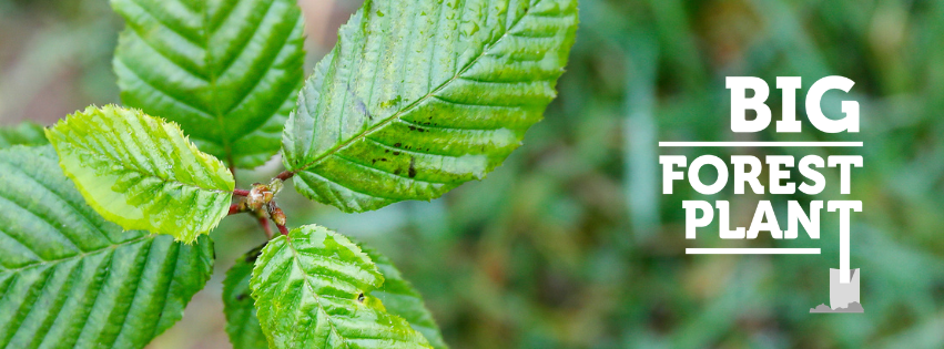 A close up of a freshly planted sapling in the ground with the Big Forest Plant Logo