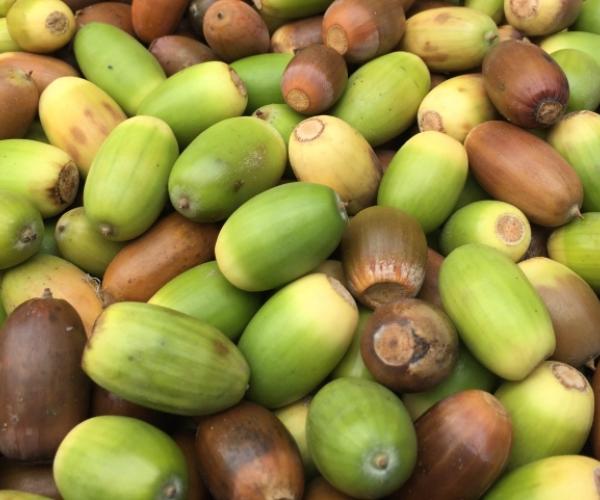 Close up of some acorns