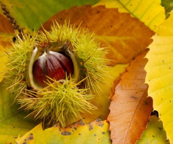 Close up of a chestnut