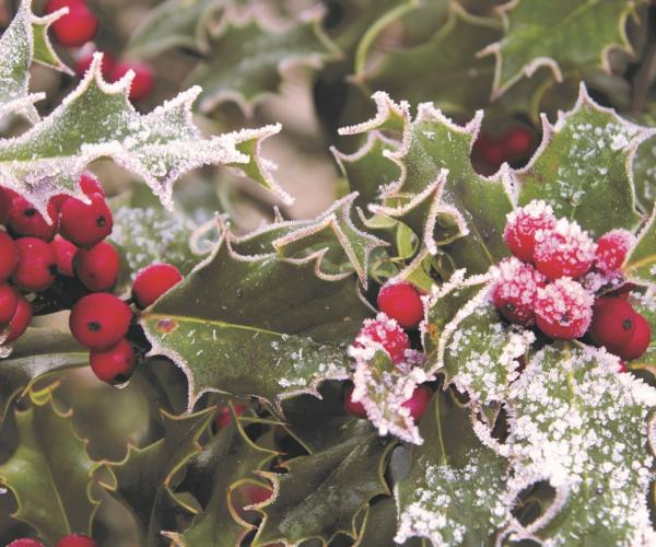 Close up of some holly berries and leaves covered in snow