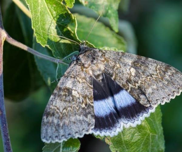 Close of up a Clifden nonpareil moth resting on a leaf