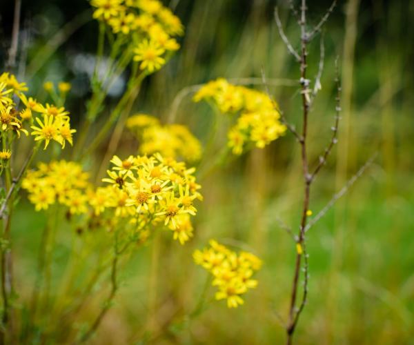 A close up of some common ragwort