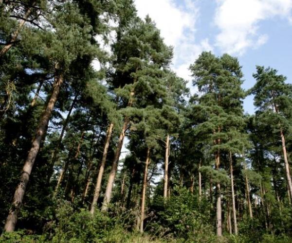 Conifers in the forest