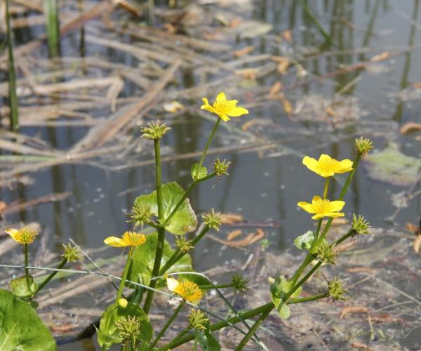 A close up shot of some bright marsh marigolds by Colletts Pond