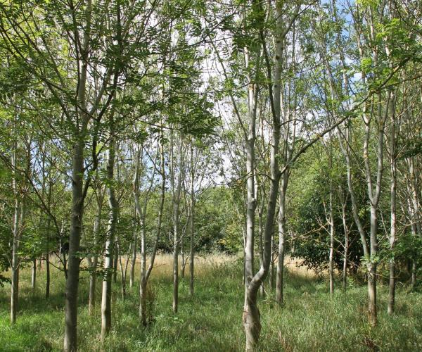 Ash trees in Giddings Wood