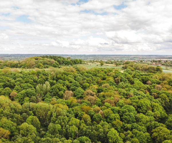 An aerial view of Alne Wood