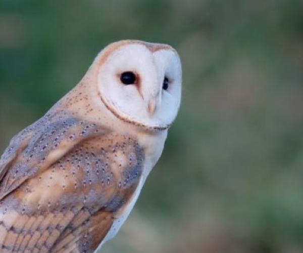 A Barn owl resting on a post