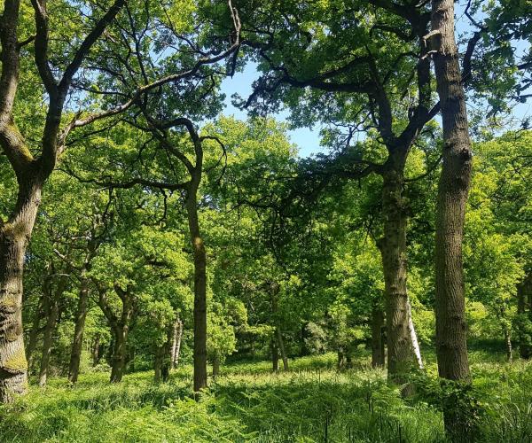 Close up of mature trees on the Wild Walk