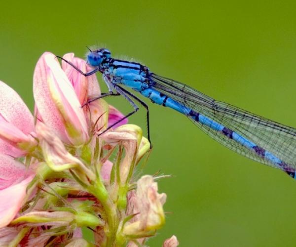 Close up of a common blue damselfly resting on a pink flower