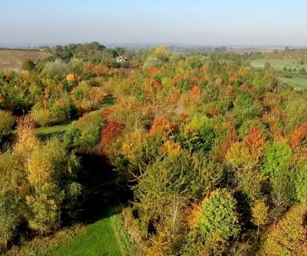 Aerial shot of Dorothy's Wood with autumnal colours