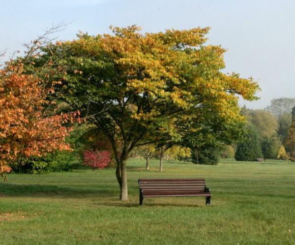 Trees with autumn leaves in an arboretum