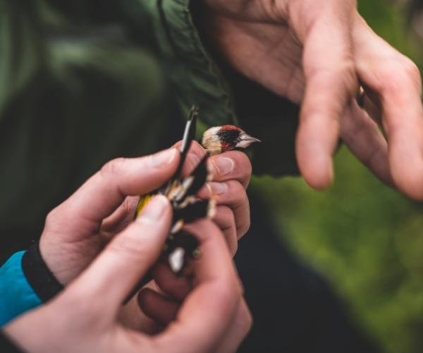 A close up shot of a hand holding a bird