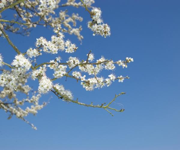 Blackthorn blossom against a blue sky