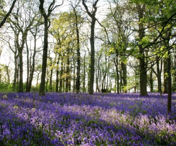 Forest floor covered in a blanket of vibrant bluebells