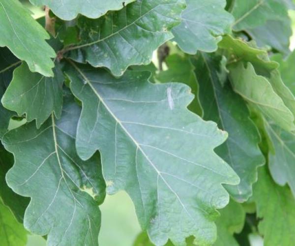 Close up of leaves from the Daimyo Oak tree in the Arboretum