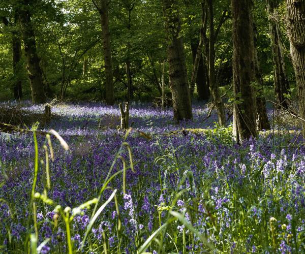 Wideshot of bluebells in the bluebell wood