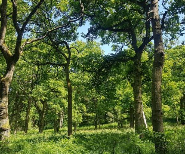 Some mature woodland in the Forest