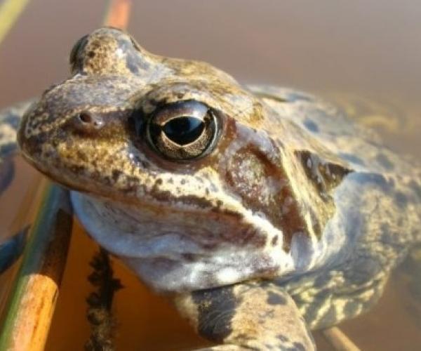 Close up of a frog in a pond